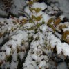 DSC03520