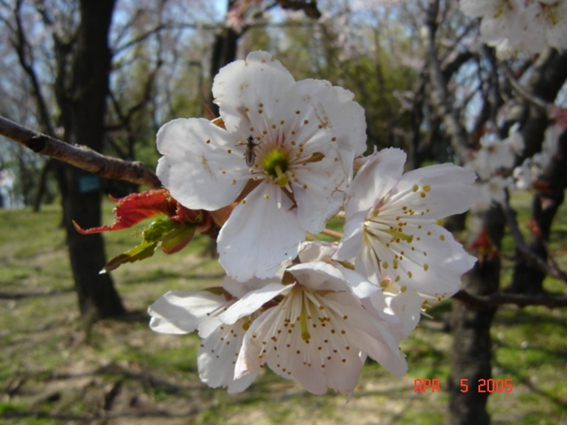 Сакура ЕКСПО 2005